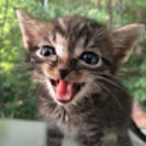 Meet your Posher, Arya